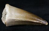 Mosasaur (Prognathodon) Tooth #20934-2